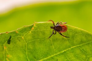 Zeckenbiss vermeiden und behandeln – Ein Ratgeber für den Sommer
