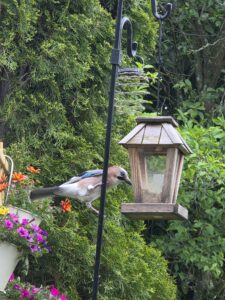 🐦 Piepshow im Garten – Unsere häufigsten Gartenvögel