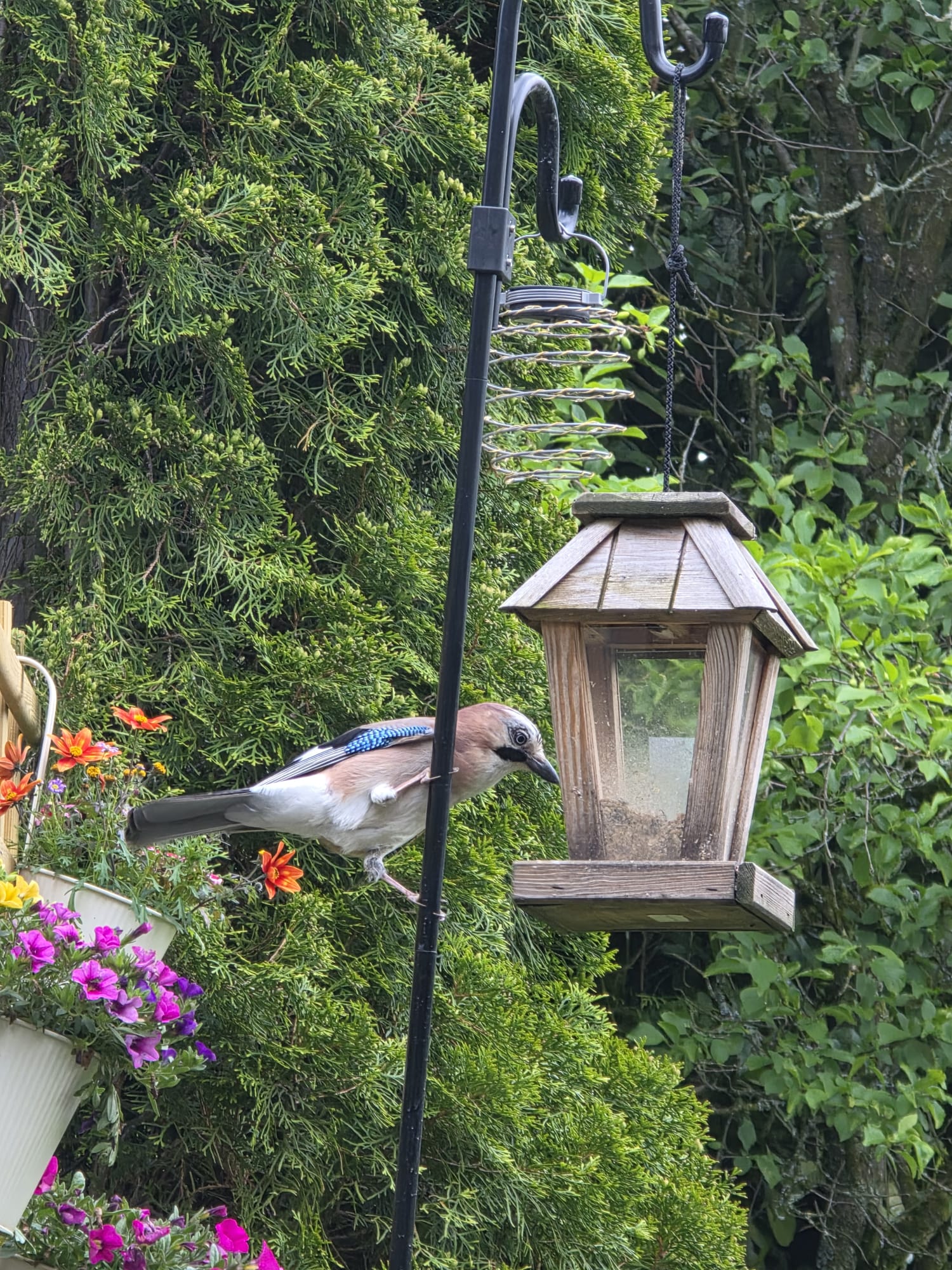 🐦 Piepshow im Garten – Unsere häufigsten Gartenvögel