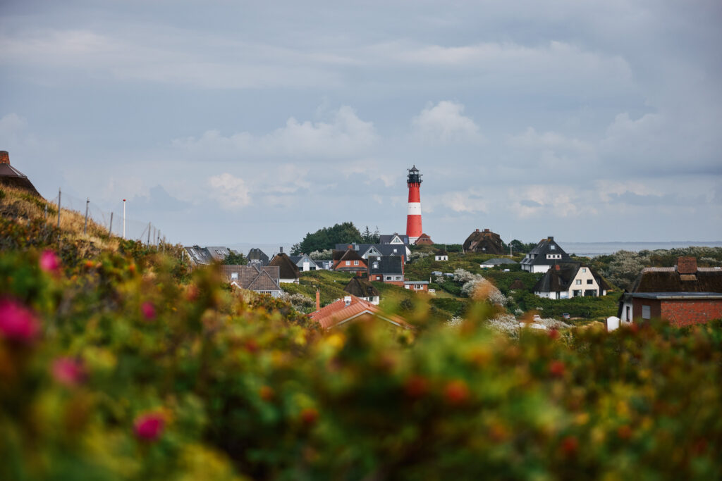 Blick auf den rot-weiß gestreiften Hörnumer Leuchtturm aus der Ferne mit Heckenrosen im Vordergrund.